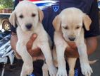 Labrador Puppies
