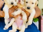 Adorable Labrador Retriever puppies are