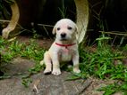 Labrador Retriever Puppies