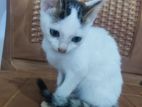 Kittens for Kind Home