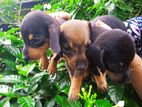 Adorable Male Dachshund Puppies