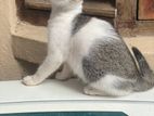 Adorable MALE kitten for adoption