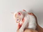 Kitten for Kind Home