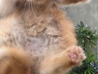 Persian Cat