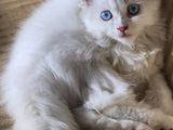 Adorable Persian Cat