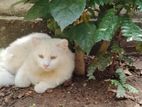 Adorable Persian Cat