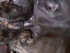 Adorable Persian Cross Kittens Looking for Loving Homes!