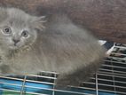 Persian Kittens