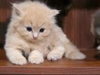 Persian Kittens