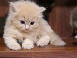 Persian Kittens