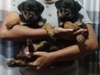Rottweiler Puppies