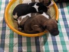 Adorable Puppies Looking for Kind Homes