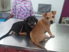 Puppies for Kind Home