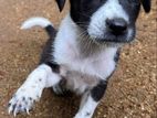 Puppies for Kind Home