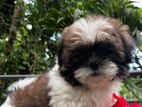 Adorable Puppies Looking for Their Forever Homes