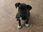 Puppy for Kind Home