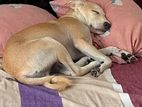 Puppy for Kind Home