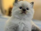 Himalayan Kittens