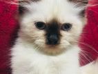 Adorable Seal Point Himalayan