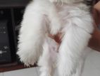 Adorable Shih Tzu Male Puppy for a Loving Home