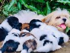 Adorable Shih Tzu Puppies