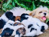 Shih Tzu Puppies