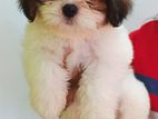 Shih Tzu Puppies