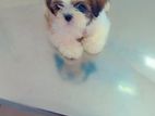 Shitzu Puppies