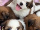 Adorable Shih Tzu Puppies Ready New Homes