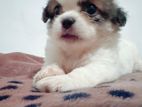 Adorable Shih Tzu Puppies