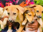 Dogs for Kind Home