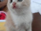  Adorable super cute Mix Persian kitten