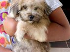 Tibetan Terrier Female Puppy