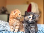 Tortoiseshell Persian Kittens