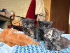Tortoiseshell Persian kittens