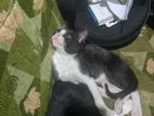 Adorable Tuxedo Cats for a Kind Home