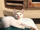 White Kitten King Home