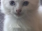 White Persian Kitten