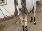 Male Goat