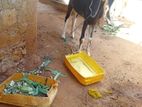 Farm Goats