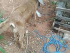 Farm Goat