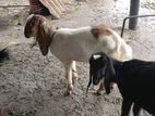 Goats