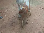 Goat - ஆடு