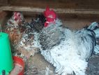 Adult Bantam Chicken