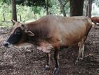 Adult Bull පට්ටි වස්ස