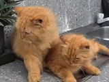 Adult Persian Cats
