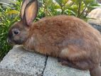 Adult Rabbit