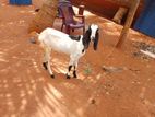 Farm Goats