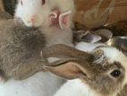 Rabbits