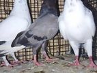 Pigeons